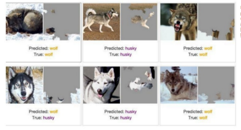 Classification of wolves and huskies based on an insignificant trait (presence of snow)